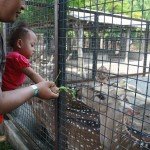Senangnya Diajak Wisata Ke Kebun Binatang