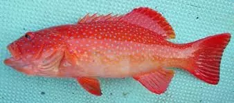 Karena Ngidam, Dapat Kiriman Ikan Kering Sunu dari Mbak Rika